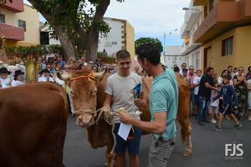 Misa, desfile del ganado y procesión religiosa en el Valle de los Nueve de Telde (Foto Francisco Javier Santana)